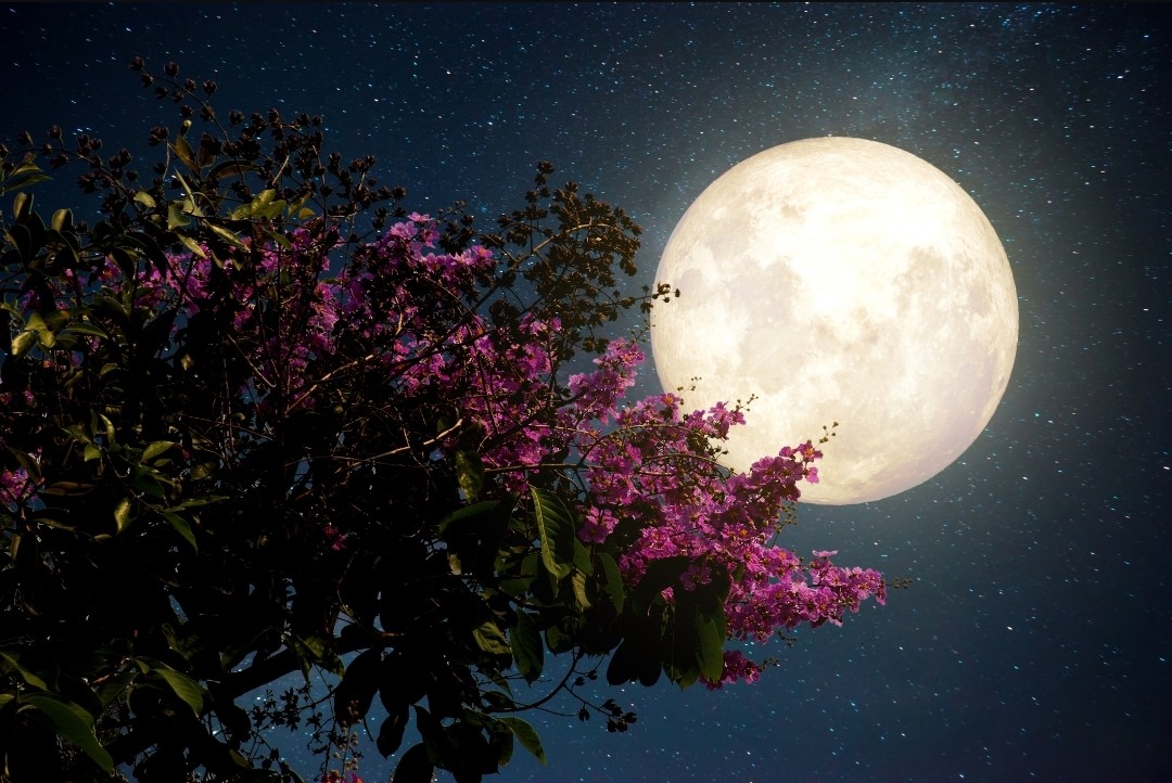 La Luna Hair Design