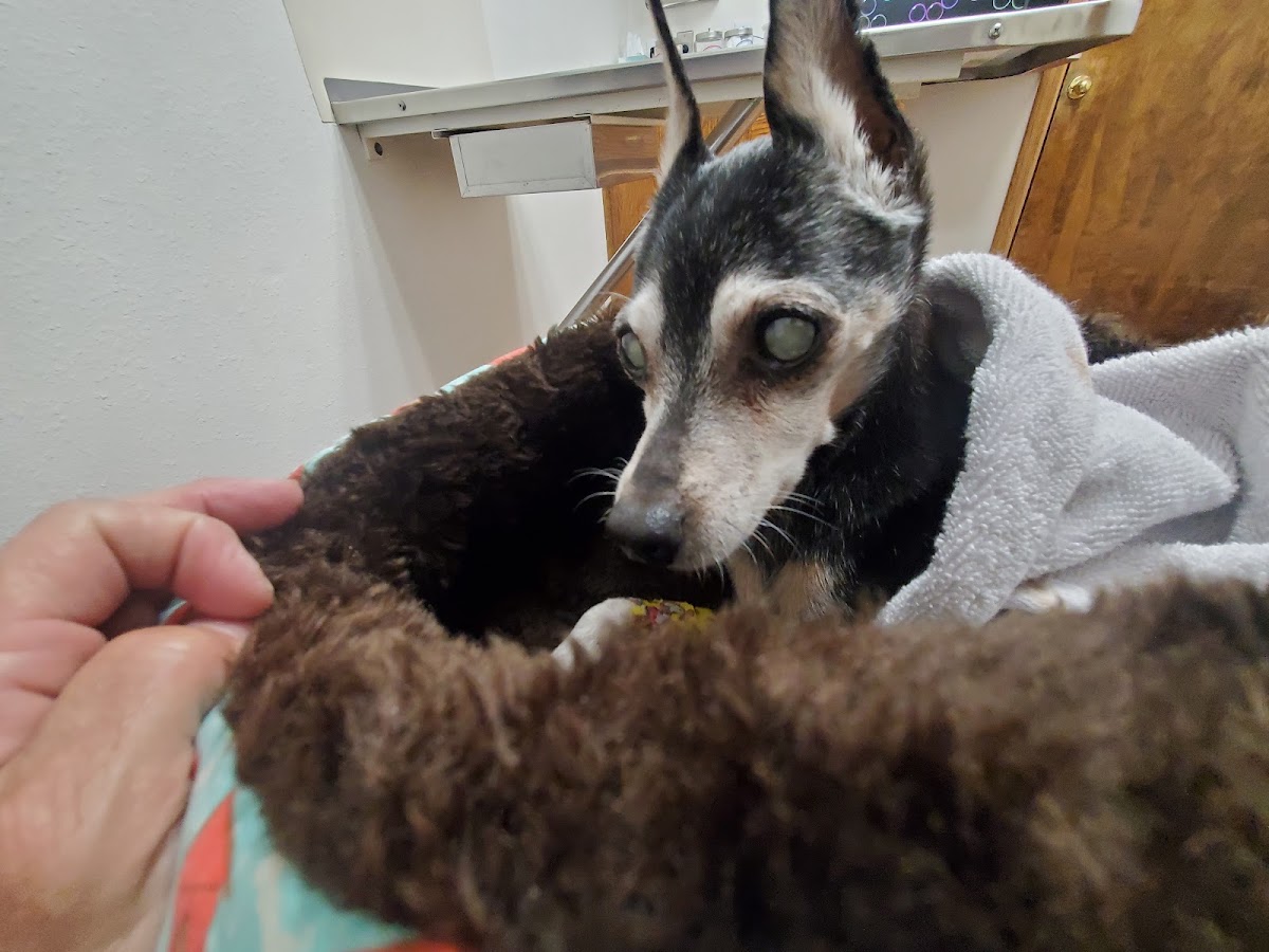 Fremont Pet Hospital