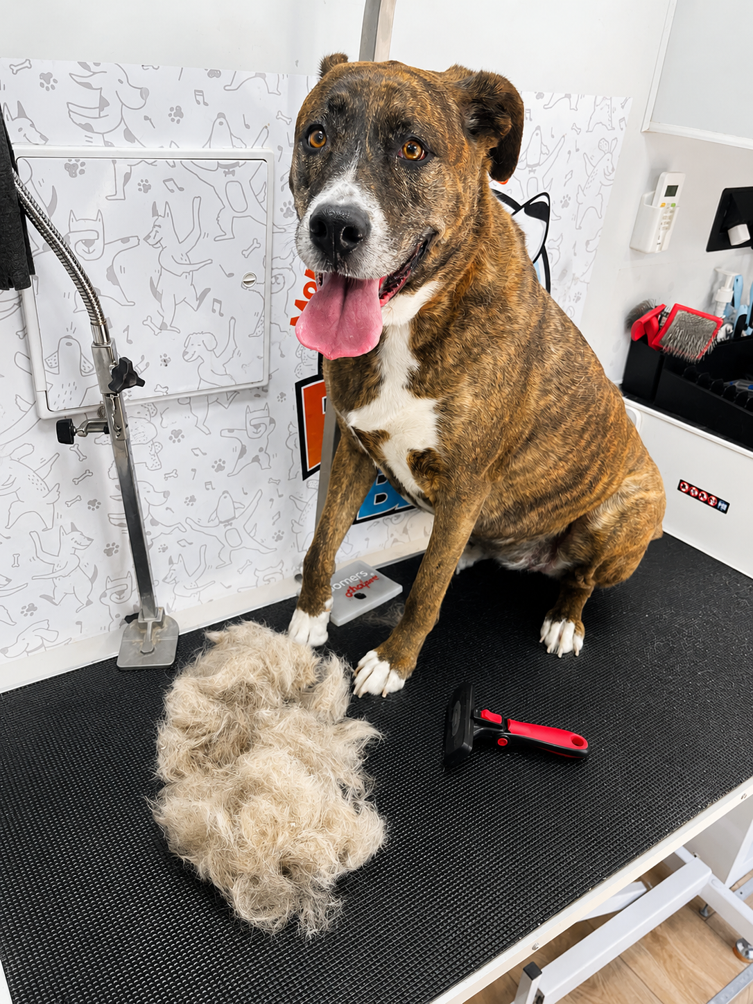 Barks in The Bay Mobile Pet Grooming