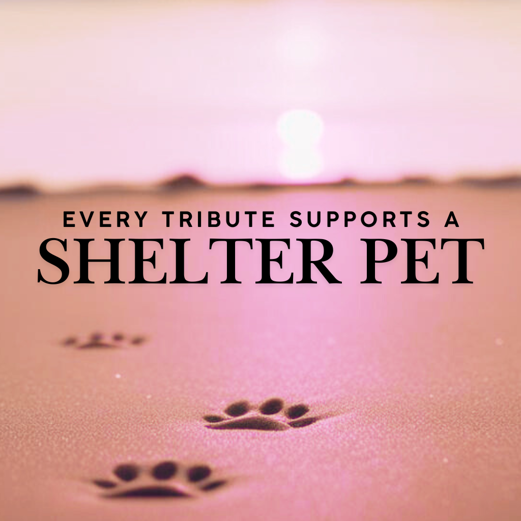 The Paws Tribute