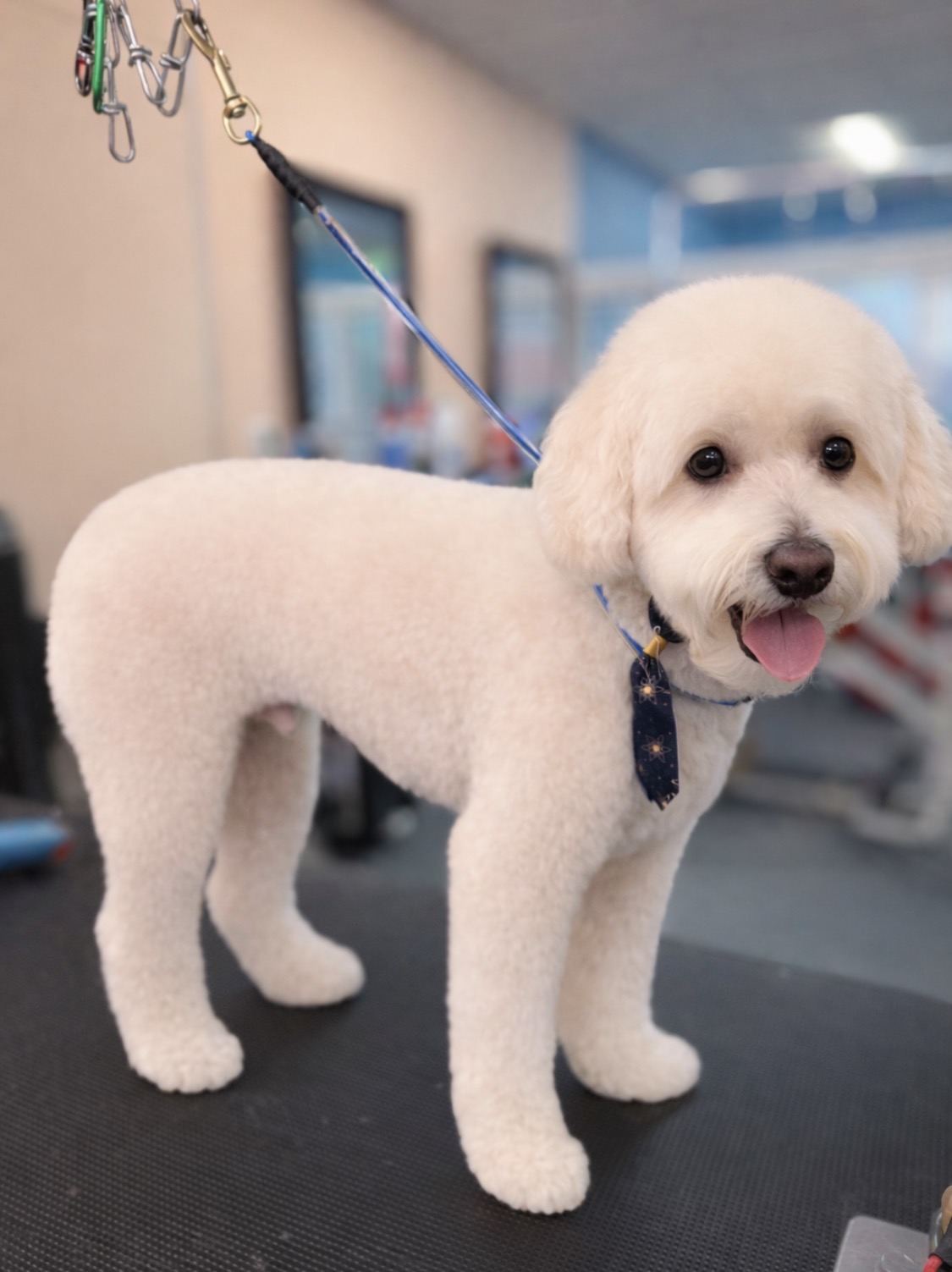 Fluffy Puppy