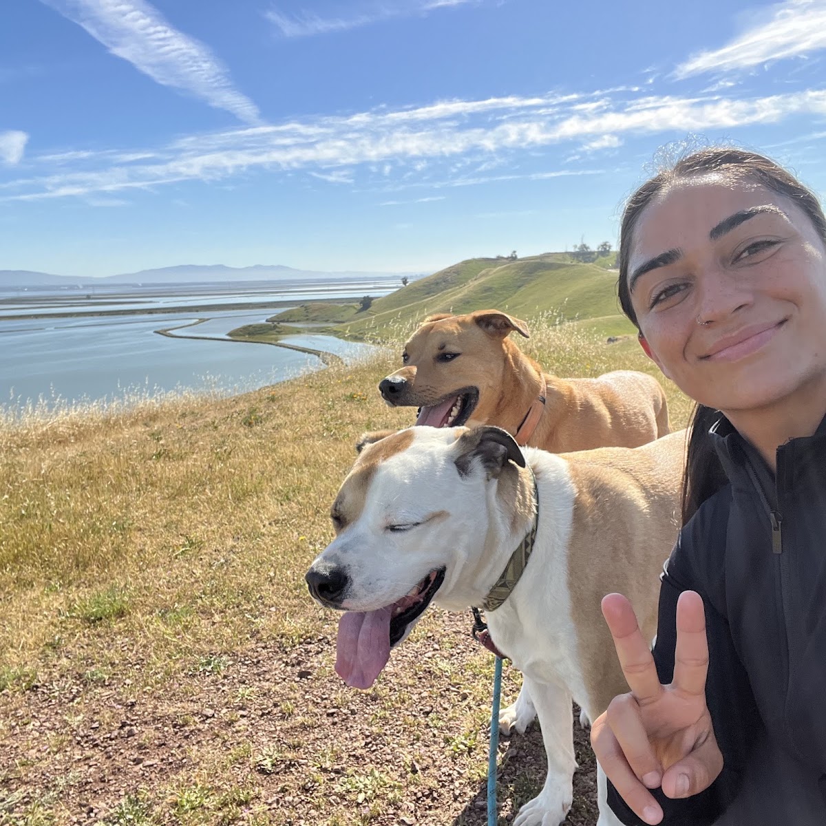 Bay Area Peaceful Pet Care LLC