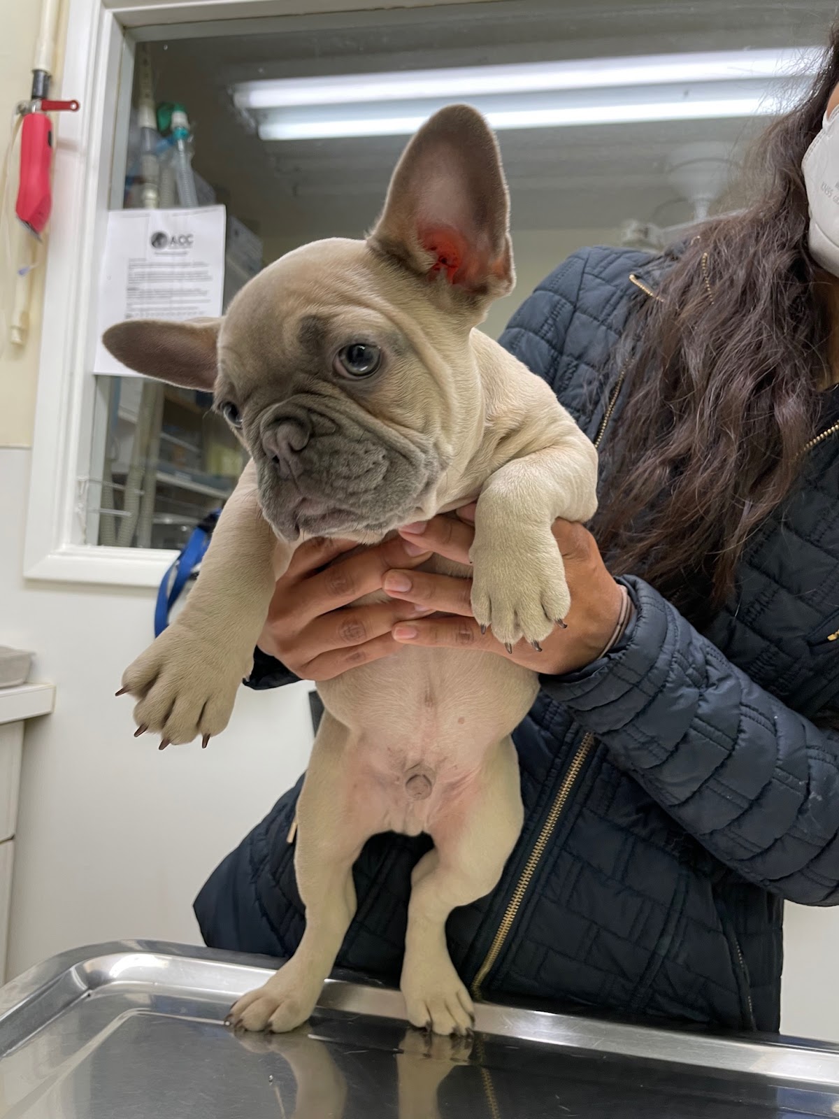Alhambra Veterinary Hospital — Pets in Alhambra, CA (photo 3 of 3)