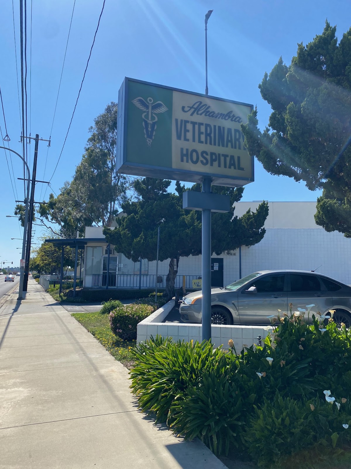 Free wellness exam for new patients at Alhambra Veterinary Hospital