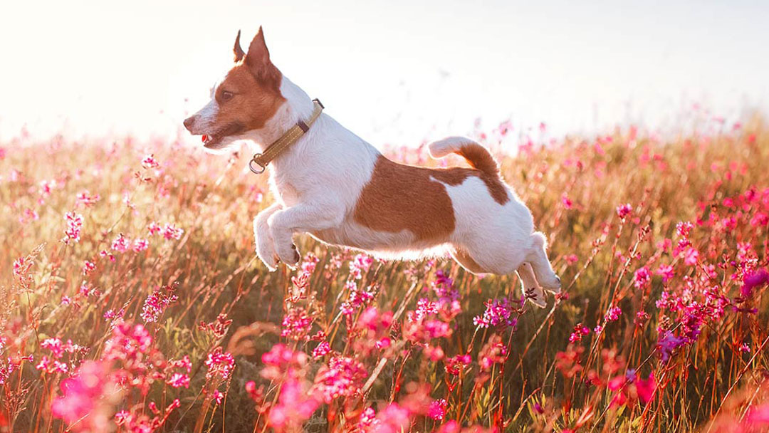 Free first exam for new clients at Anaheim Hills Pet Clinic