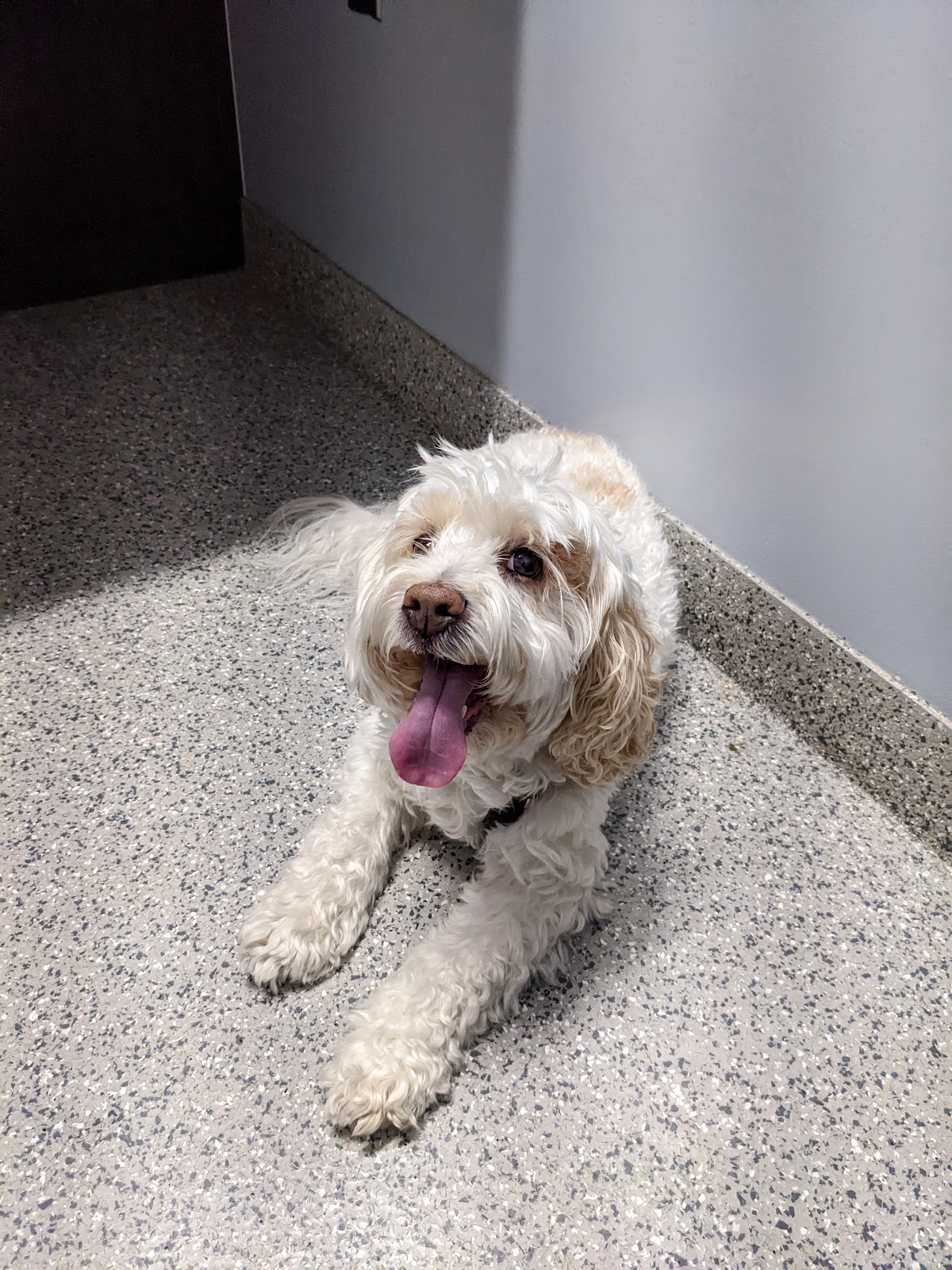 Anaheim Hills Pet Clinic — Veterinarian in Anaheim, CA (photo 2 of 3)