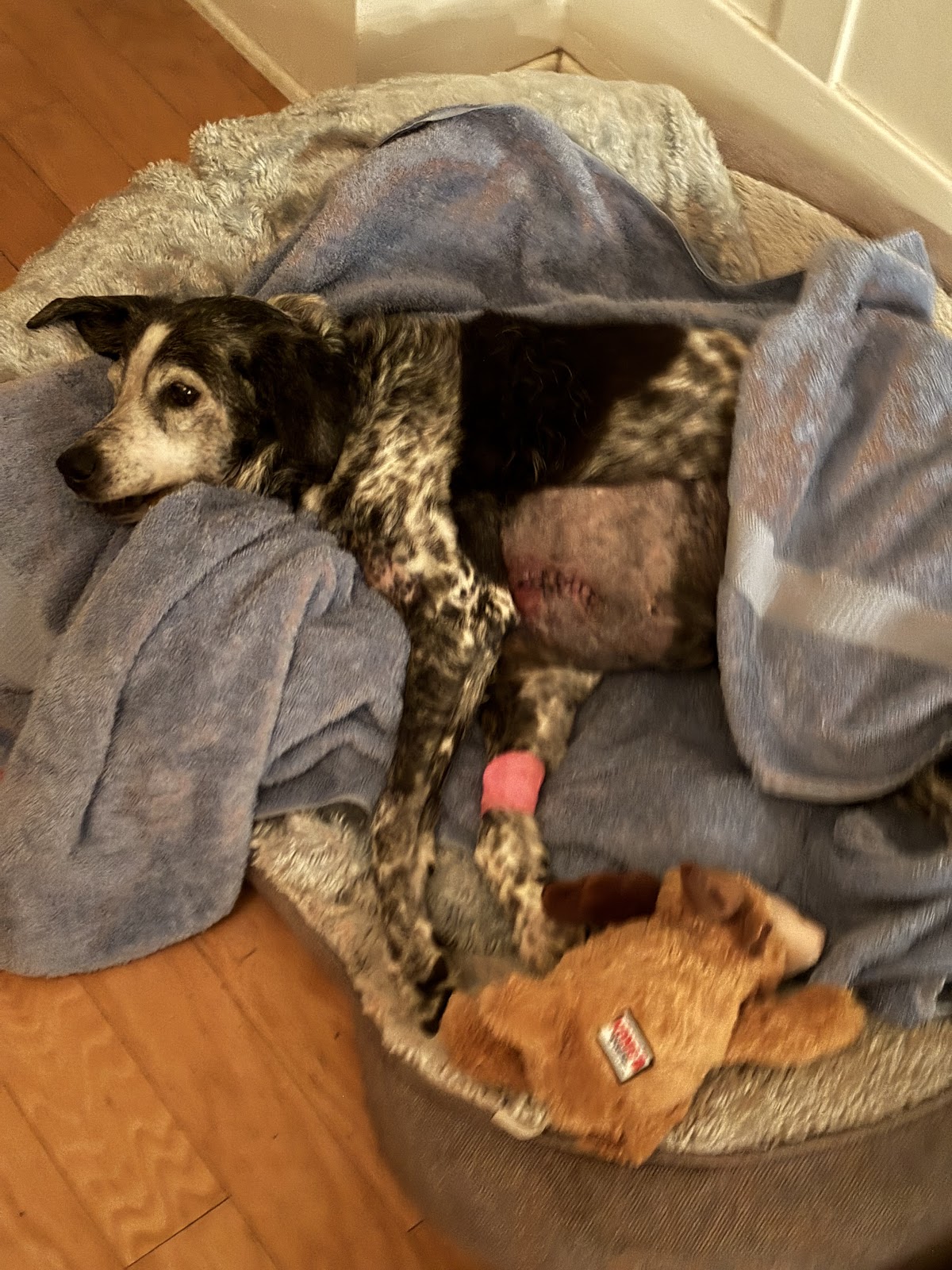 Cottage Pet Hospital — Veterinarian in Anaheim, CA (photo 3 of 3)
