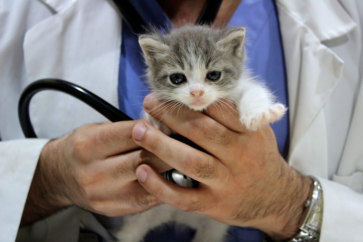 Free first exam for new clients at Cottage Pet Hospital
