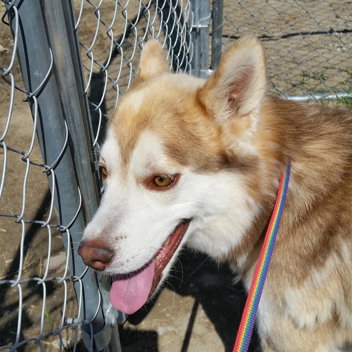 Katella Animal Clinic — Veterinarian in Anaheim, CA (photo 2 of 3)