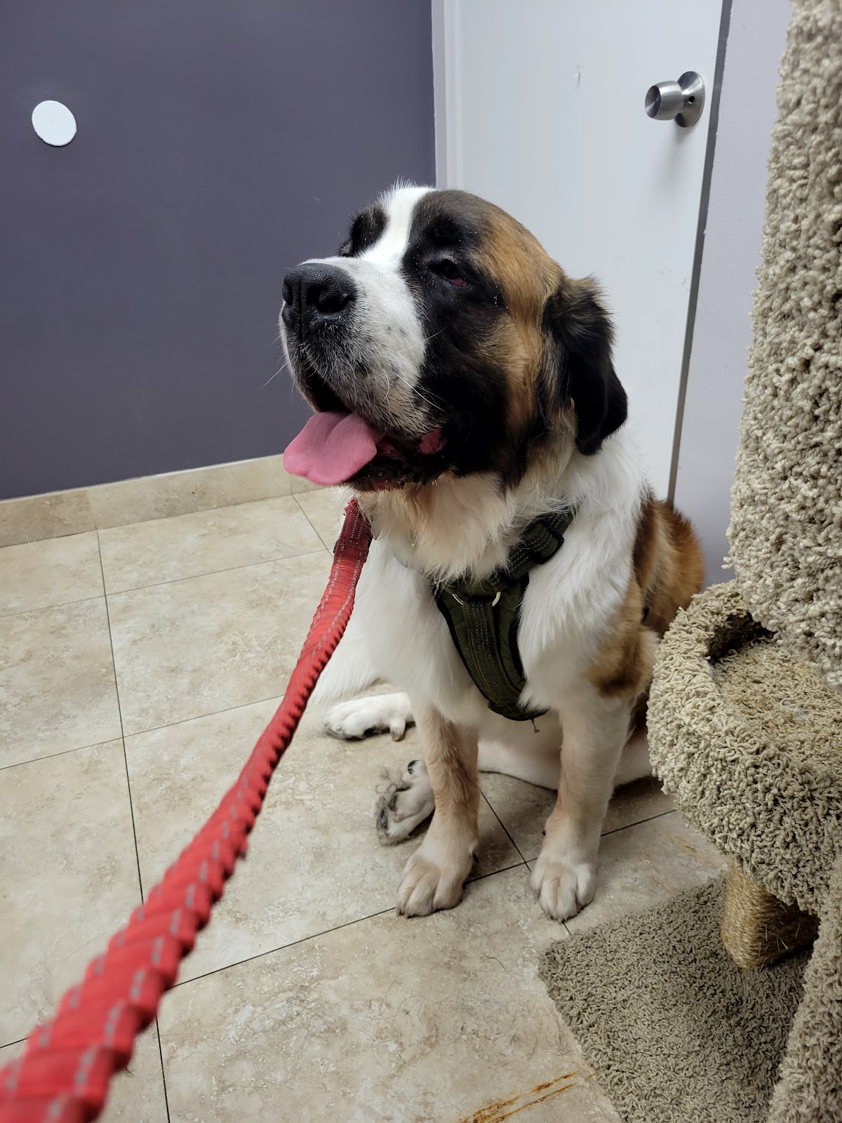 Katella Animal Clinic — Veterinarian in Anaheim, CA (photo 3 of 3)