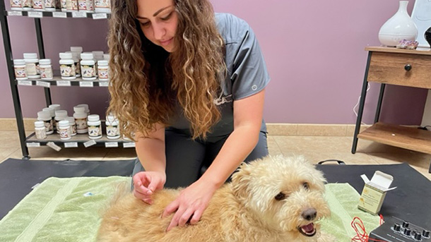 VCA Yorba Regional Animal Hospital — Veterinarian in Anaheim, CA (photo 2 of 3)