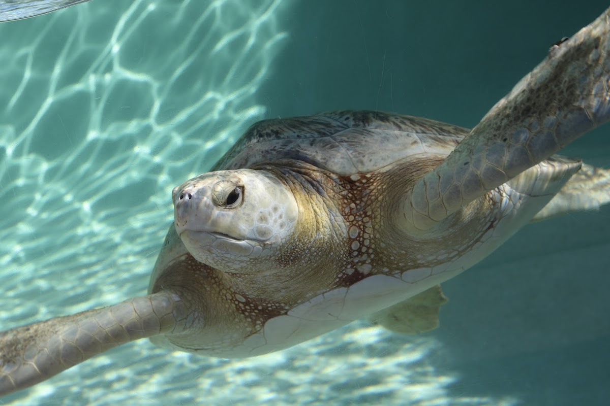 The Living Coast Discovery Center — in Chula Vista, CA
