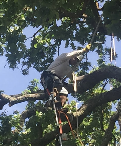 Alamo Tree & Stump Services — Tree Service in Danville, CA