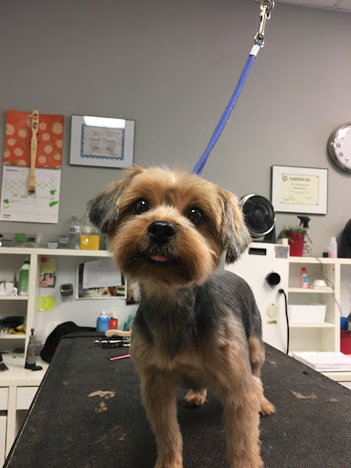 All Fur Love Grooming LLC — Pet Groomer in Danville, CA