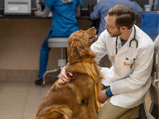 Banfield Pet Hospital — Veterinarian in Danville, CA