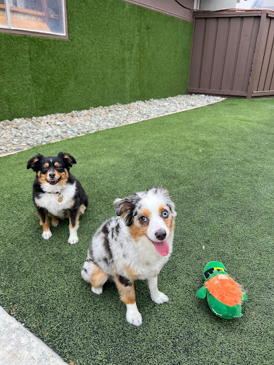 Breton's Dog & Cat Boarding — Dog Daycare in Danville, CA