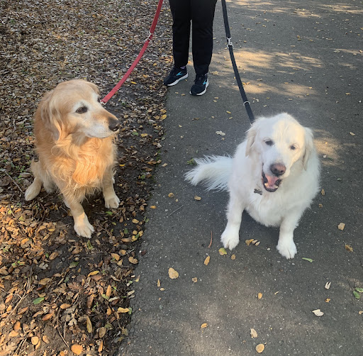 Daniela's Pet Sitting — Pet Sitter in Danville, CA