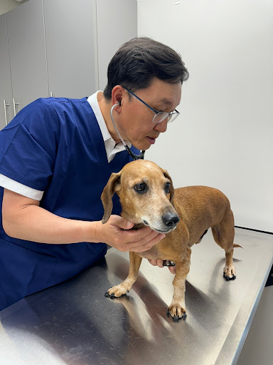 Diablo Valley Animal Hospital — Veterinarian in Danville, CA