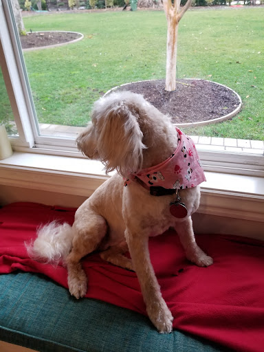 Dog & Cat Laundromat — Pet Groomer in Danville, CA