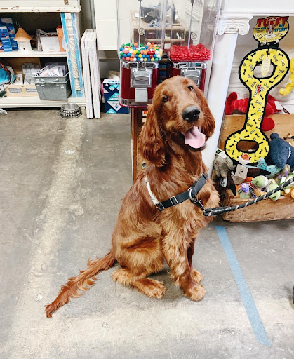 Dog Mah Boutique, Barkery & Spa — Pet Sitter in Danville, CA