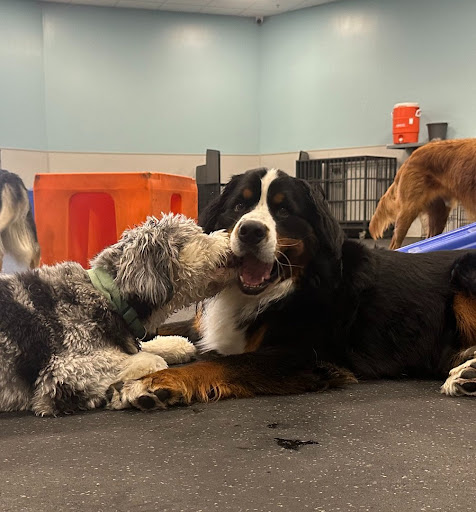 Dogtopia of Blackhawk — Pet Sitter in Danville, CA