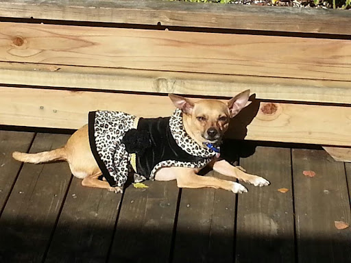 Molly's Pup-Purr-Ee — Pet Store in Danville, CA