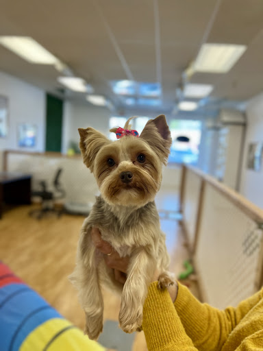 Pyrenees Pets — Pet Groomer in Danville, CA