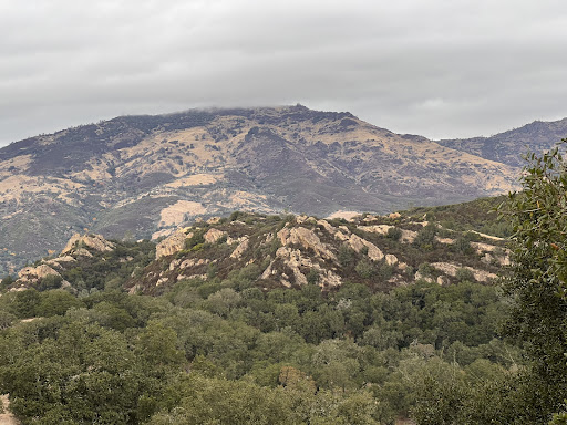 Summit Veterinary Dermatology — Veterinarian in Danville, CA