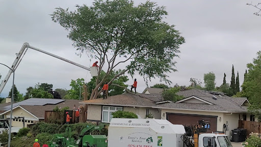 Terry's Tree Service — Tree Service in Danville, CA