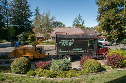Tree Wise — Tree Service in Danville, CA