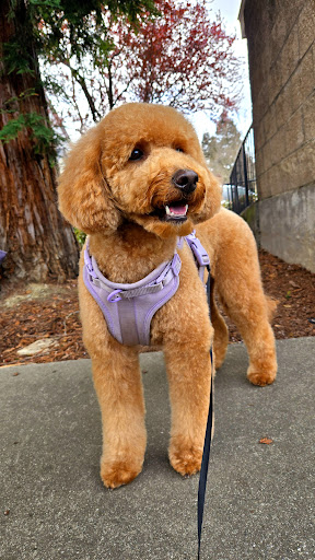 Wet Paws Pet Spa — Pet Groomer in Danville, CA