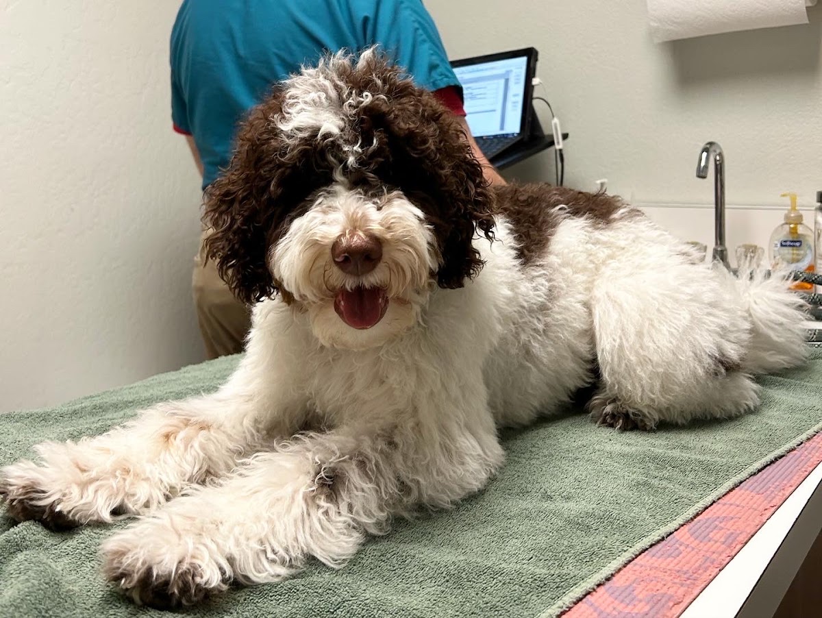 All Creatures Veterinary Hospital — Veterinarian in Dublin, CA (photo 3 of 3)