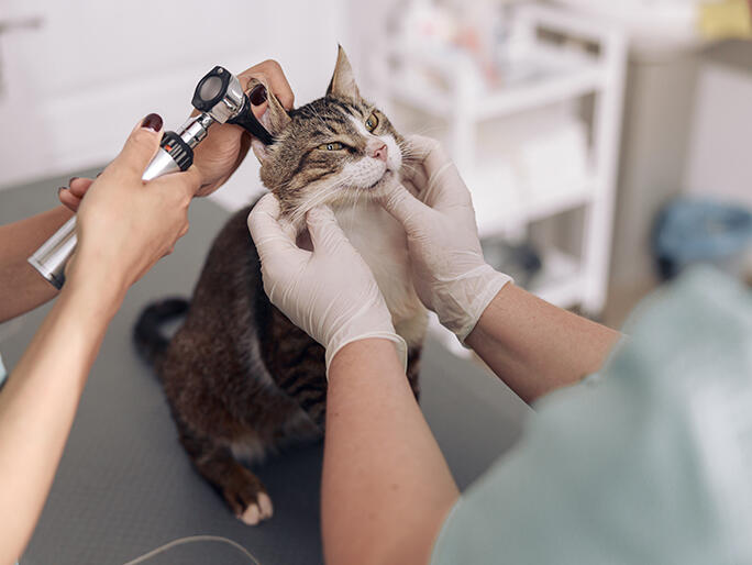 Banfield Pet Hospital — Veterinarian in Fremont, CA