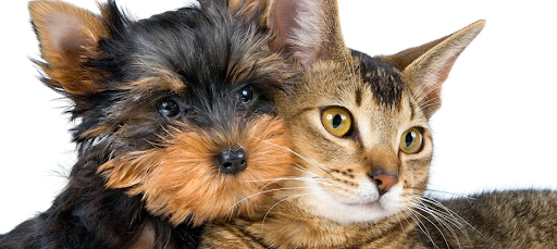 Animal Medical Clinic — Veterinarian in Milpitas, CA