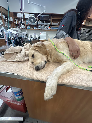 Furever Grooming — Pet Groomer in Milpitas, CA