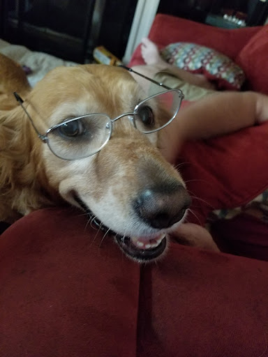 Long Amy DVM — Veterinarian in Milpitas, CA