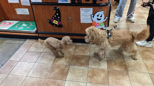 Milpitas Pet Clinic — Veterinarian in Milpitas, CA