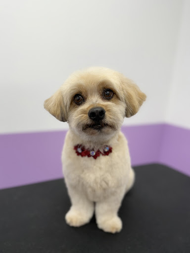 Pawssentials — Pet Groomer in Milpitas, CA