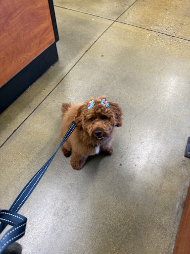 PetSmart Grooming — Pet Groomer in Milpitas, CA