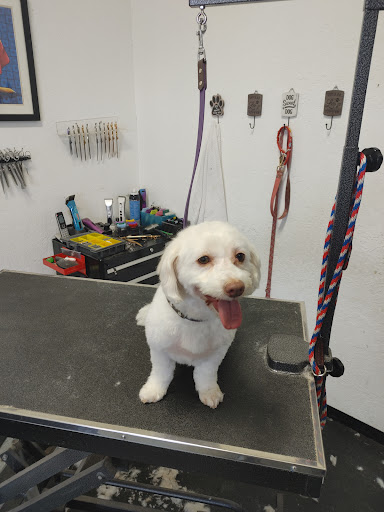 Rachel's Dog Grooming — Pet Groomer in Milpitas, CA
