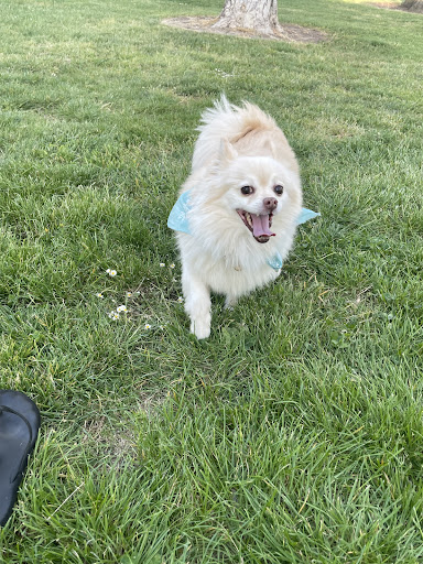 Red Rover Pet Resort — Pet Sitter in Milpitas, CA