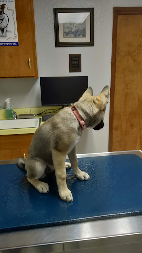 Saini Daljit DVM — Veterinarian in Milpitas, CA