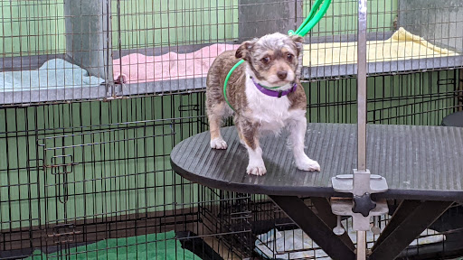 Tatiana's Pet Grooming — Pet Groomer in Milpitas, CA