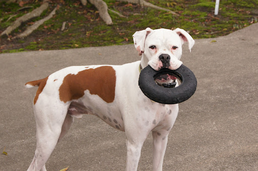 ABC Pet Clinic — Veterinarian in San Ramon, CA