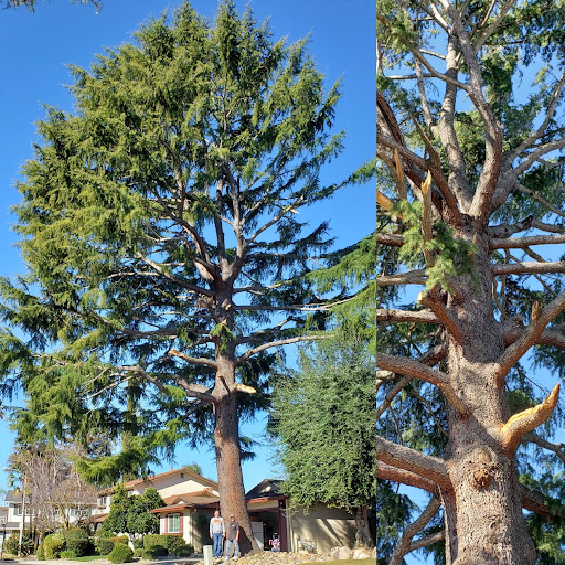 Bay Area Redwood — Tree Service in San Ramon, CA