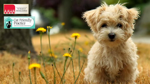 Bollinger Canyon Animal Hospital — Veterinarian in San Ramon, CA