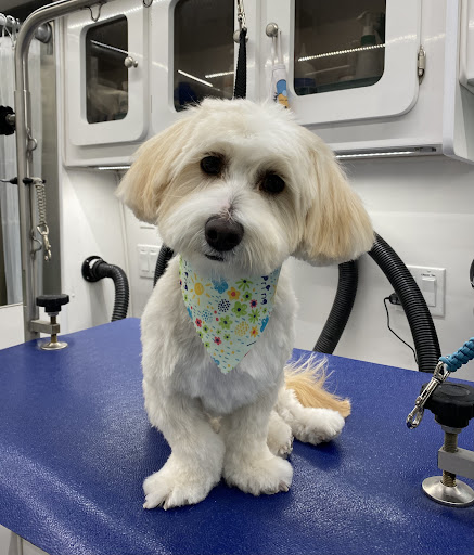 Boops N' Bubbles Mobile Dog Grooming — Pet Groomer in San Ramon, CA