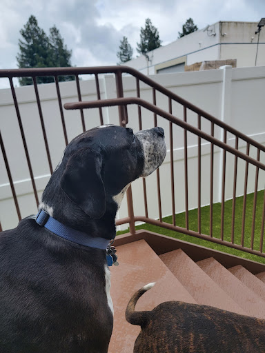 Camp Bow Wow San Ramon — Dog Daycare in San Ramon, CA