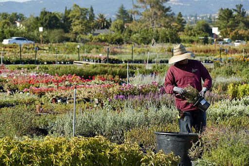 Devil Mountain Wholesale Nursery - San Ramon — Wholesaler in San Ramon, CA