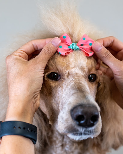 Integrity K9 Academy — Dog Trainer in San Ramon, CA